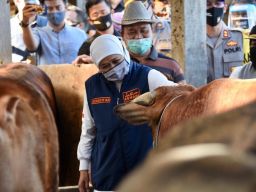 Animo Berkurban Warga Jatim Tinggi, Khofifah: Berkah Peternak di Tengah PMK