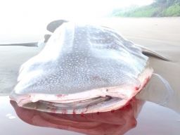 Hiu Paus Terdampar di Pantai Ngagelan Banyuwangi Jadi Santapan Biawak