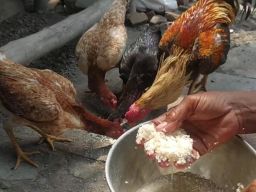 Beras Bansos di Jombang untuk Pakan Ayam, Camat Diwek Mengaku Belum Ada Laporan