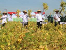 Kementerian Pertanian Mulai Gerakan Merdeka Panen Kedelai di Bojonegoro