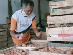 Harga Telur Ayam Tembus Rp30 Ribu per Kilogram, Pedagang di Jombang Sambat