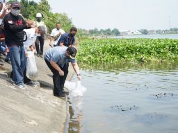 Mas Dhito Tebar 50.000 Benih Ikan Lokal di Sungai Brantas