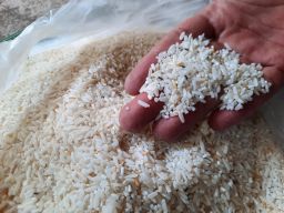 Beras BPNT Jelek dan Berkutu, Temuan Dinsos Kabupaten Mojokerto Mengejutkan