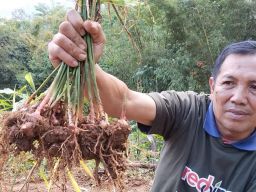 Petani di Trenggalek Mencoba Bangkit Lewat Budidaya Jahe Merah