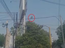 Kera Misterius Berkeliaran di Kabel Listrik, Warga Ponorogo Penasaran