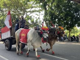 Anoa hingga Rombongan Cikar Ramaikan Kirab Hari Veteran Nasional di Kediri