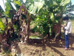 Puluhan Kilogram Sabu di Mojokerto itu Ternyata Ditimbun dalam Tanah