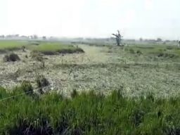 Hektaran Padi Milik Petani di Lamongan Rusak Diterjang Hujan Angin