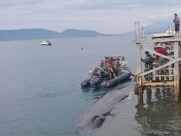 Paus Bungkuk Terdampar di Perairan Selat Bali, Banyuwangi