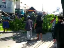 Dua Pengendara Motor asal Surabaya Tertimpa Batang Pohon di Pasuruan