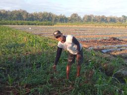 Petani di Banyuwangi Keluhkan Pupuk Bersubsidi Langka