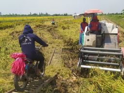 Tanaman Padi Roboh Diterjang Angin, Petani di Lamongan Panen Lebih Awal