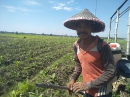 Cuaca Tidak Menentu, Petani Tembakau di Bojonegoro Terancam Gagal Panen