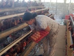 Harga Telur Ayam di Jombang Naik, Ini Penyebab dan Solusinya