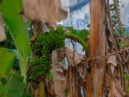 Viral Pohon Pisang Kering di Sampang Berbuah dari Batang