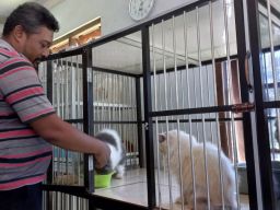 Berawal dari Keluhan Istri, Pria di Kediri Sukses Jadi Breeder Kucing Ras