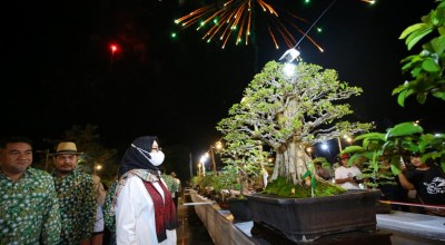 600 Bonsai Senilai Total Rp25 Miliar Dipamerkan di Banyuwangi