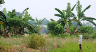 Petani di Gresik Ditemukan Tewas Tersengat Listrik Jebakan Tikus