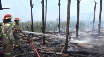 Kandang Ayam di Jombang Hangus Terbakar, Pemilik Rugi Rp300 Juta