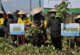 KASAD Jenderal Dudung Sebut Produksi Kacang Hijau di Gresik Luar Biasa