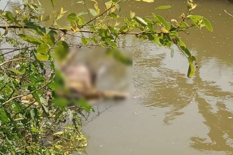Mayat Wanita Misterius Terapung di Sungai Desa Kedungrejo Lamongan