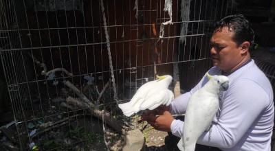 Melihat Lebih Dekat Penangkaran Burung Kakatua di Mojokerto