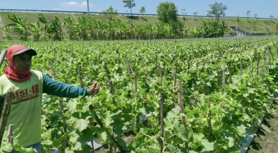 Jelang Panen, Petani Melon di Jombang Dihadapkan Rasa Cemas
