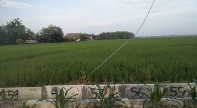 Musim Kemarau, Ketersediaan Air Pertanian di Bojonegoro Dijamin Aman