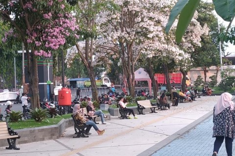 Tabebuya Bermekaran di Alun-alun Jombang, Jadi Sasaran Spot Selfie
