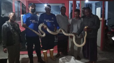 Ular Piton Sepanjang 3 Meter Pemangsa Hewan Ternak Akhirnya Berhasil Ditangkap