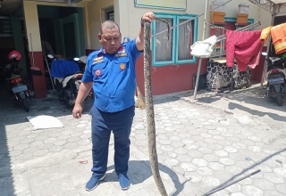 Dua Bulan Hantui Warga, Ular Sanca Milik Polwan di Kota Mojokerto Dimatikan