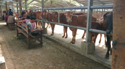 Pasar Hewan Tulungagung Dibuka Lagi, Harga Sapi Naik