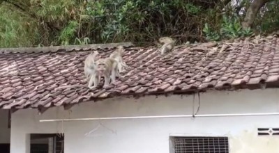Kawanan Monyet Liar Serang Permukiman, Warga Resah