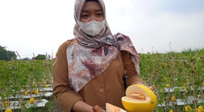 Menengok Agrowisata Melon, Bisa Petik Langsung Lho