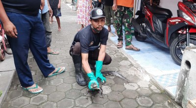 Buaya yang Gegerkan Warga Kota Mojokerto itu Jenis Muara