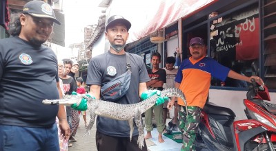 Warga Kota Mojokerto Geger, Dikira Biawak Ternyata Buaya