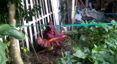 Fenomena Bungai Bangkai Tumbuh di Tanah Bekas Ditanami Porang