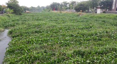 DPRD Soroti Soal Enceng Gondok yang Tutupi Sungai di Sidoarjo