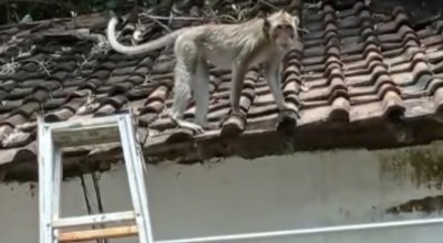 Gagal Dijebak, Monyet Liar Masih Berkeliaran di Permukiman Warga