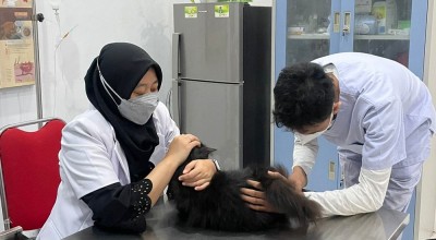 Pecinta Binatang Banyuwangi Mau Vaksinasi Anti-Rabies Gratis? di Sini Tempatnya