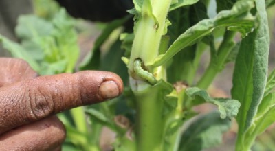 Hama Ulat Serang Tanaman Tembakau, Petani Was-was