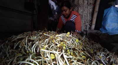 Menengok Proses Panjang Produksi Kecambah Ale di Jombang, Laris tapi Sulit Bahan