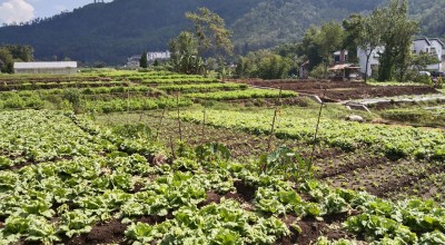 Dukung Ketahanan Pangan, 634 Hektar Lahan Sawah di Kota Batu Wajib Dilindungi