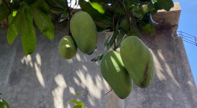 Wow! Mangga Ini Sebesar Kepala Manusia dengan Berat Hingga 2 Kg