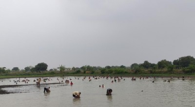 Serunya Nyusuk Iwak, Tradisi Menangkap Ikan Sepuasnya di Lamongan