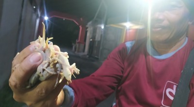 Pemburu Cicak, Pekerjaan Nyeleneh Cuannya Bikin Ngiler