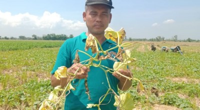Risau Petani Blewah Hadapi Cuaca Tidak Menentu