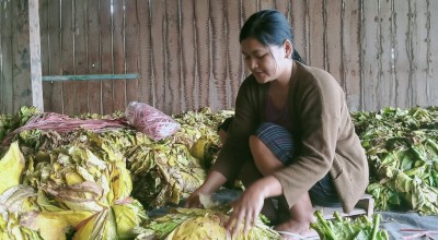 Cuaca Tak Menentu Bikin Petani Tembakau Cemberut
