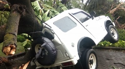 Pohon Tumbang Akibat Hujan Angin di Sidoarjo: Timpa Mobil, Sempat Tutup Jalan