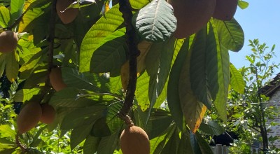 Begini Penampakan Sawo Jumbo Seberat Hingga 2,5 Kg Per Buah